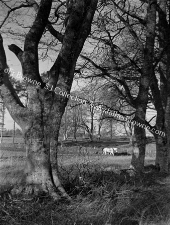 ON THE FARM TREE HORSES PLOUGHING AT EMO COURT